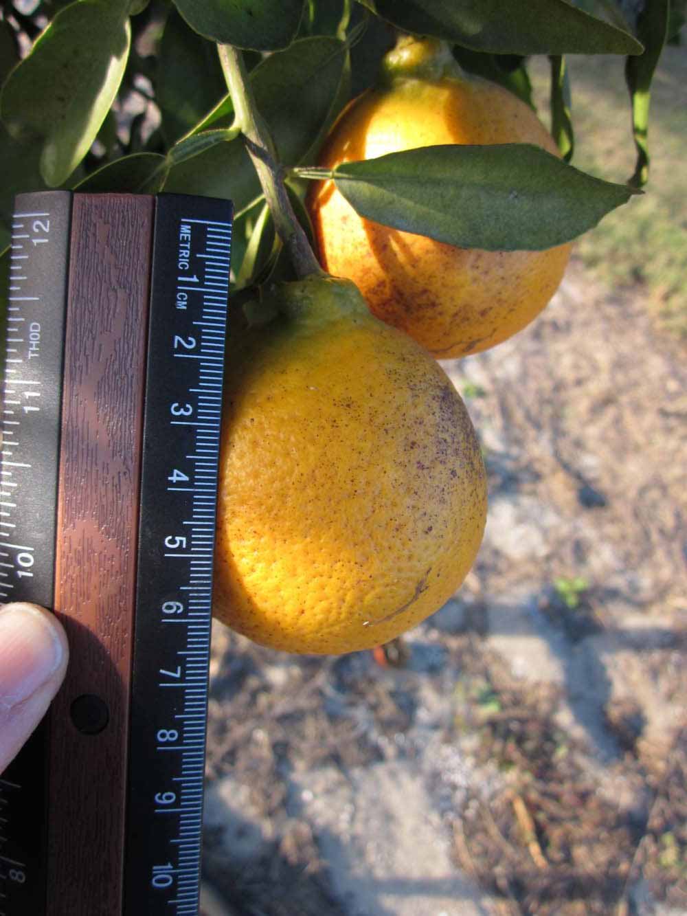            Fruit (Winter Haven, FL)   